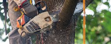 Best Tree Disease Treatment  in San Carlos Park, FL