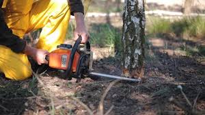 Reliable San Carlos Park, FL Tree Removal Solutions