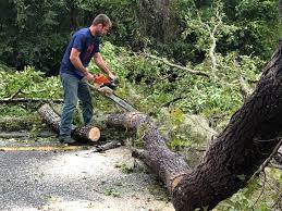 Best Arborist Consultation Services  in San Carlos Park, FL