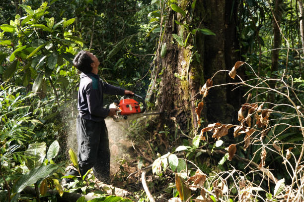 Best Hazardous Tree Removal  in San Carlos Park, FL