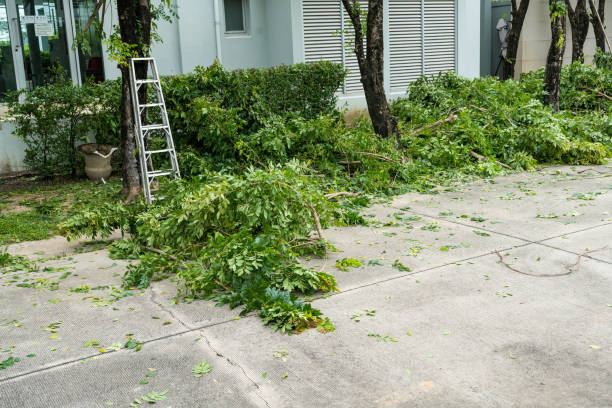 Best Tree Mulching  in San Carlos Park, FL