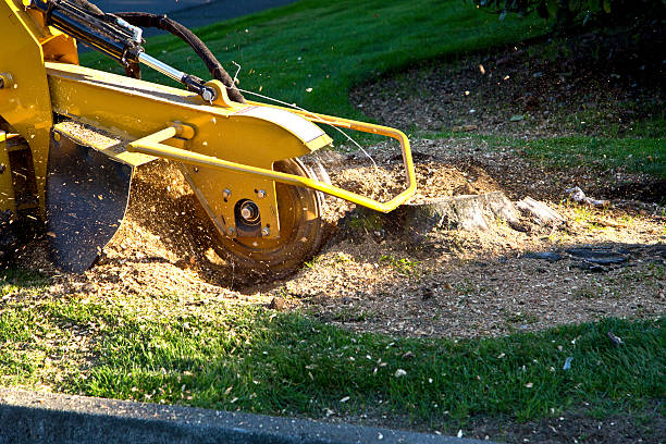 Best Organic Lawn Care Solutions  in San Carlos Park, FL