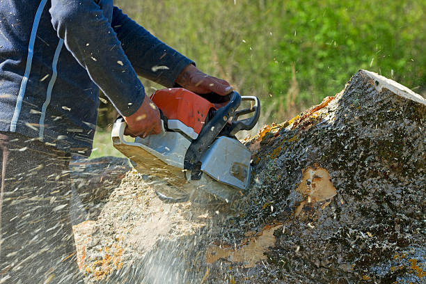 Best Weed Control  in San Carlos Park, FL