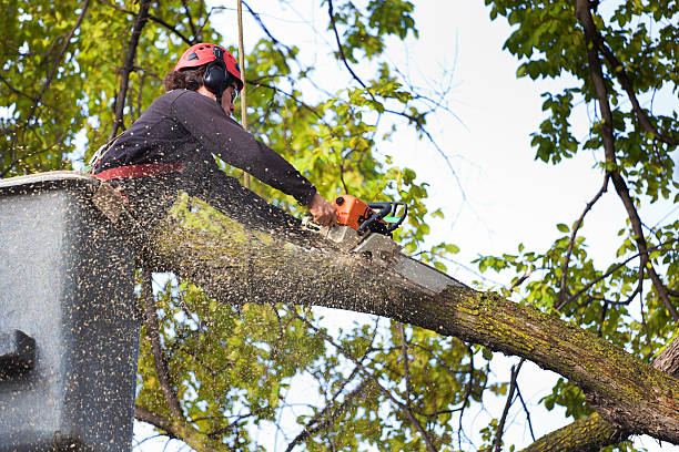 Best Tree Removal  in San Carlos Park, FL