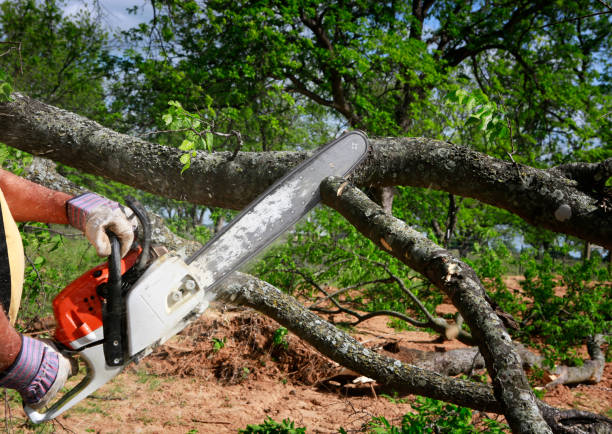 Best Firewood Processing and Delivery  in San Carlos Park, FL