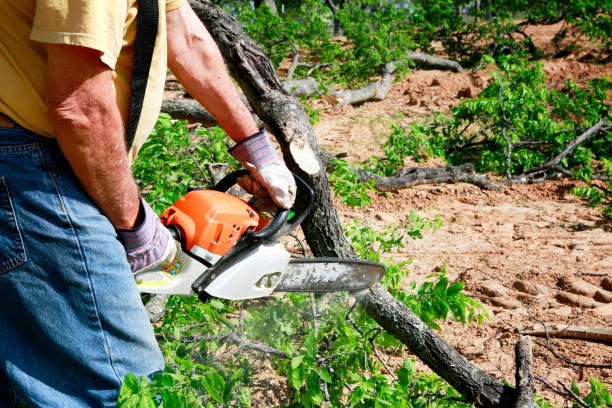 Best Tree Risk Assessment  in San Carlos Park, FL