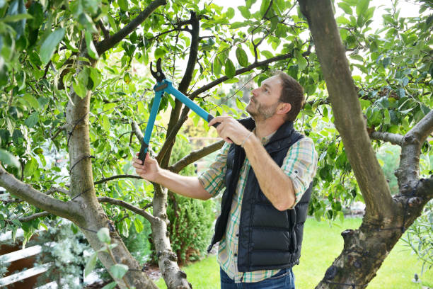Best Tree and Shrub Care  in San Carlos Park, FL